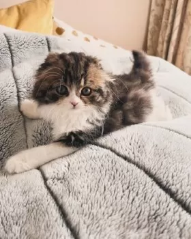 こたろう 様のお迎えした子猫