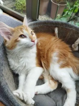 M.Ｉ 様のお迎えした子猫