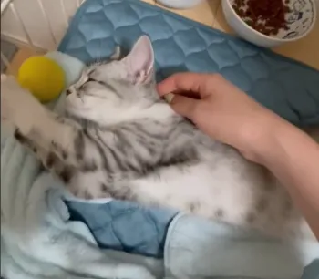 M.K 様のお迎えした子猫