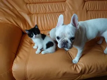 なっちゃん 様のお迎えした子猫