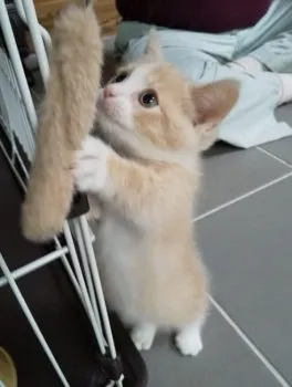 さき 様のお迎えした子猫