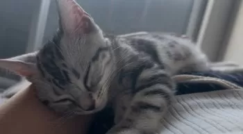 ほたて 様のお迎えした子猫