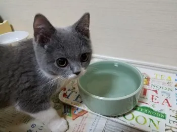 ナス 様のお迎えした子猫