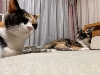 P.K 様のお迎えした子猫