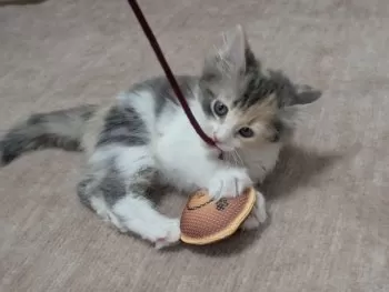 きの 様のお迎えした子猫