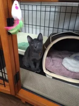 om 様のお迎えした子猫