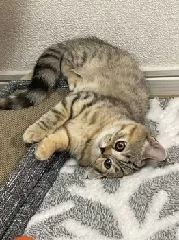 Ｔ.Ｓ 様のお迎えした子猫