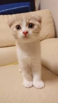 いまとも 様のお迎えした子猫