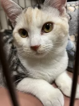 Y.T 様のお迎えした子猫