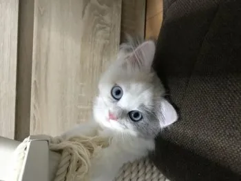 Dyzy 様のお迎えした子猫