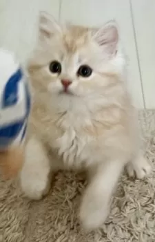 M.N 様のお迎えした子猫