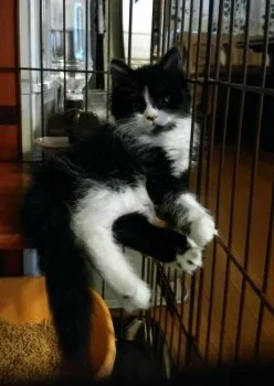 アッキー 様のお迎えした子猫