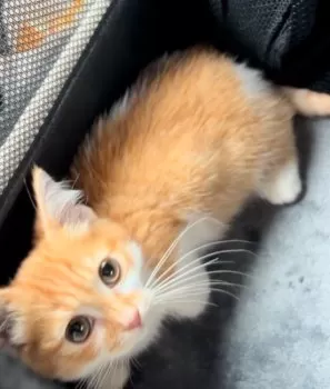 有坂 様のお迎えした子猫