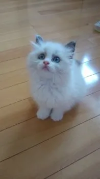 千枝子 様のお迎えした子猫