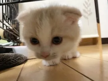 まいち 様のお迎えした子猫