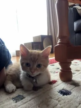 ふうにゃん 様のお迎えした子猫