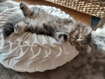 M.S 様のお迎えした子猫