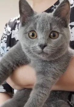 N.Y 様のお迎えした子猫