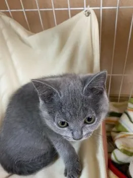 ちょも 様のお迎えした子猫