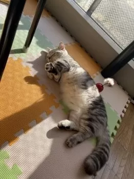 i 様のお迎えした子猫