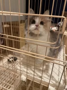 R.O 様のお迎えした子猫