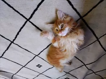 ゆうゆう 様のお迎えした子猫