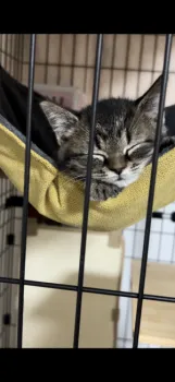 タカ 様のお迎えした子猫
