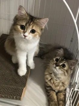 jumi 様のお迎えした子猫