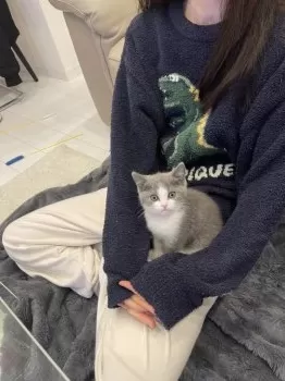 ボリまま 様のお迎えした子猫