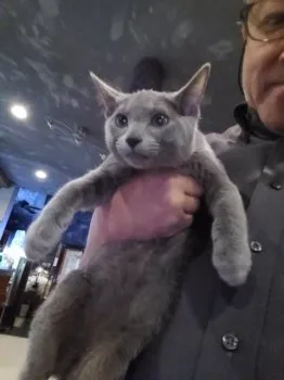 KＦ 様のお迎えした子猫