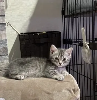 KT 様のお迎えした子猫