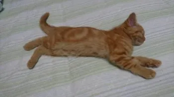 ねね 様のお迎えした子猫