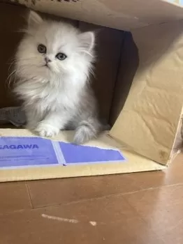 ロワ 様のお迎えした子猫