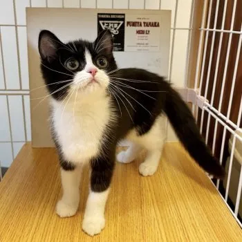 M.Y 様のお迎えした子猫