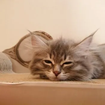 Y.M 様のお迎えした子猫