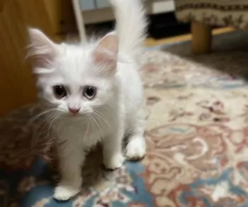 R.Y 様のお迎えした子猫