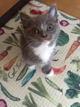 ゆるちゃん 様のお迎えした子猫
