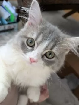 M.K 様のお迎えした子猫