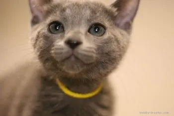 RANA 様のお迎えした子猫