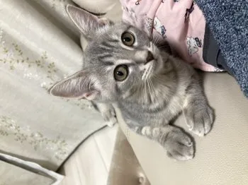 くるみ 様のお迎えした子猫