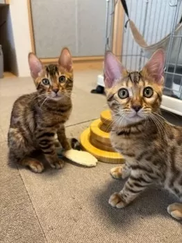 K.K 様のお迎えした子猫