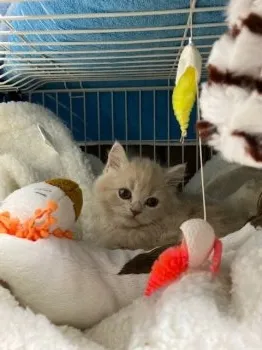 R.N 様のお迎えした子猫