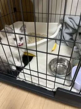 S.M 様のお迎えした子猫