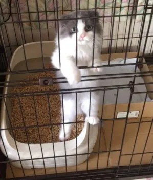 レウくんママ 様のお迎えした子猫