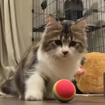 よしお 様のお迎えした子猫