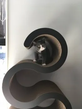 pukutyan 様のお迎えした子猫