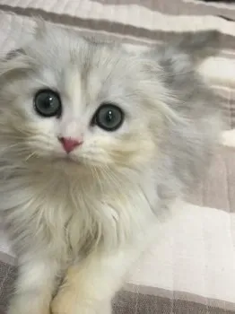 gakky 様のお迎えした子猫