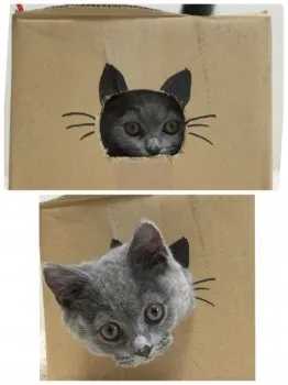 グーグーママ 様のお迎えした子猫