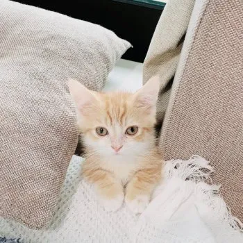 m 様のお迎えした子猫