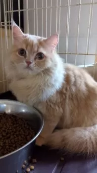 キャンディ 様のお迎えした子猫